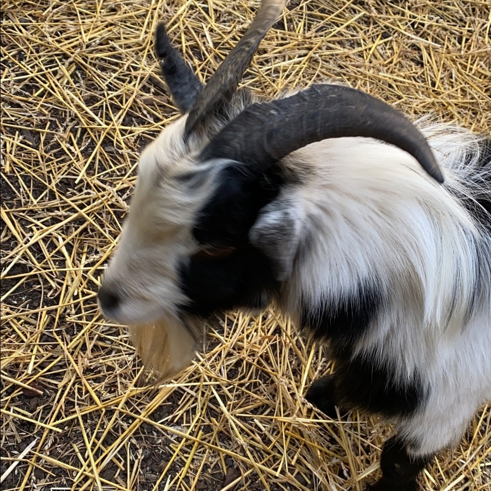 Meet your Posher, Rikki